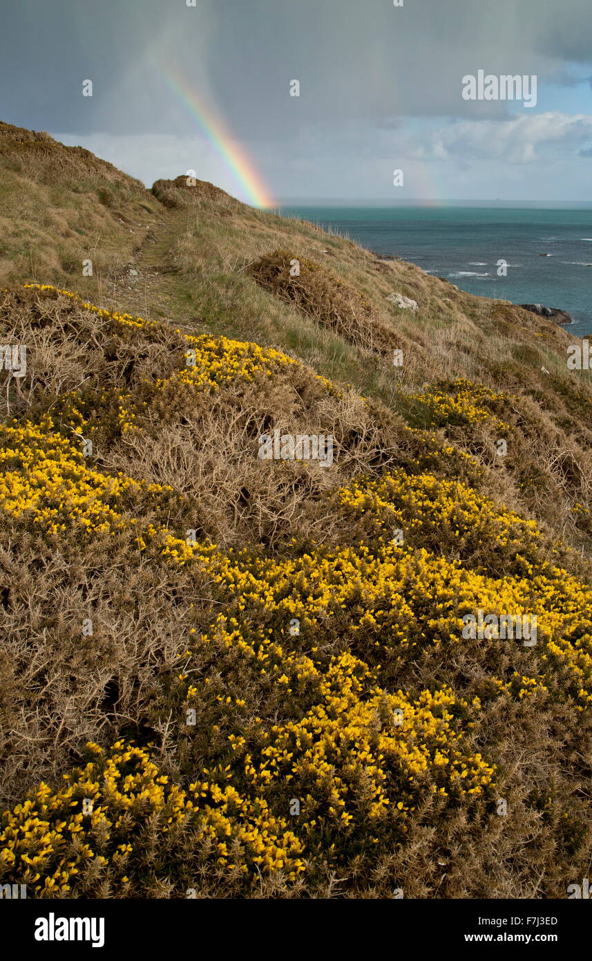 L'ajonc commun en fleurs au début du printemps, avec double arc-en-ciel, sur le cap Lizard, Cornwall Banque D'Images