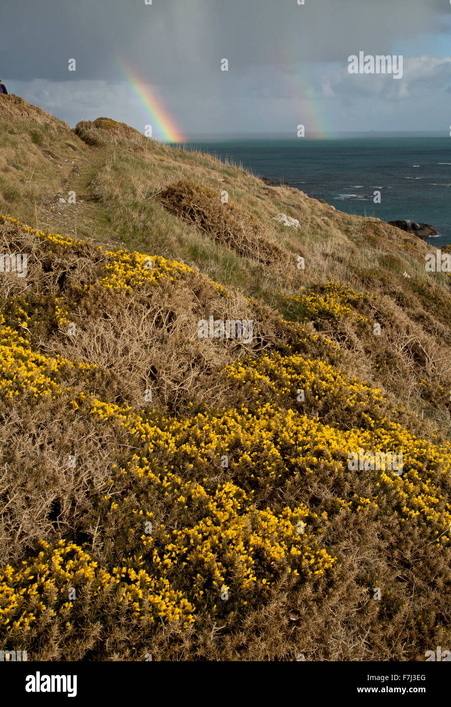 L'ajonc commun en fleurs au début du printemps, avec double arc-en-ciel, sur le cap Lizard, Cornwall Banque D'Images