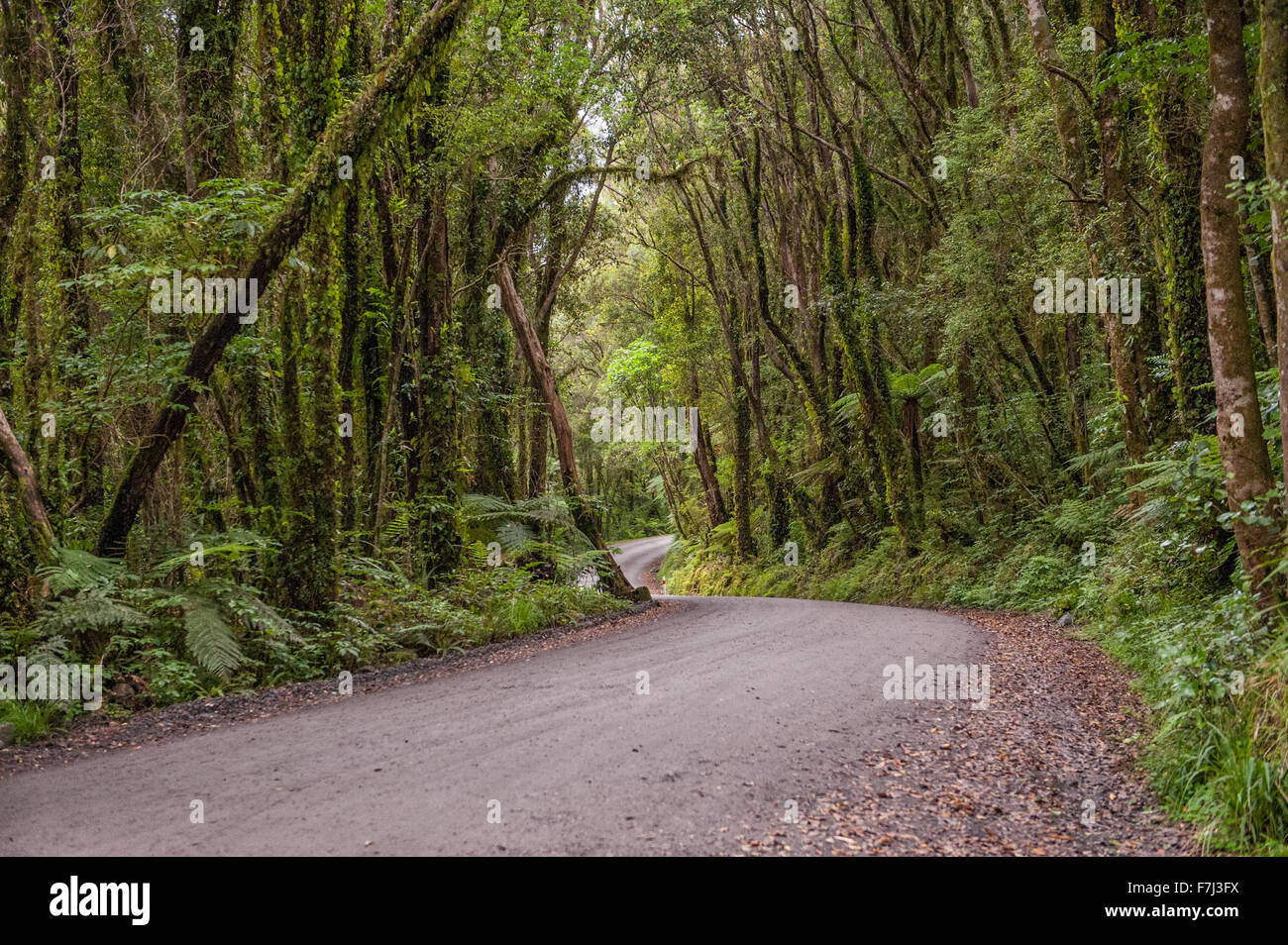 Route de gravier sinueuse à travers la forêt tropicale dans la région de Glacier Country, West Coast, South Island, New Zealand Banque D'Images
