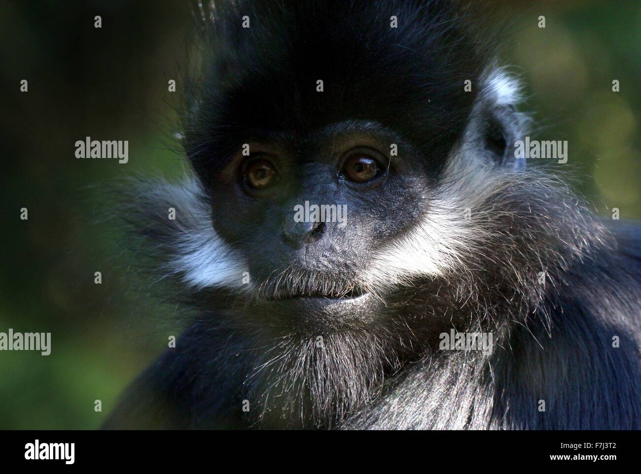 François de l'Asie du Sud-Est ( Trachypithecus francoisi Entelle'), alias François' leaf monkey ou Tonkin leaf monkey. Banque D'Images