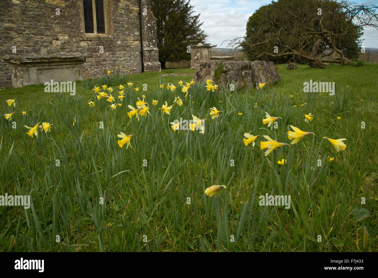 Narcissus pseudonarcissus, jonquilles sauvages, dans le Dorset, cimetière Holwell Banque D'Images