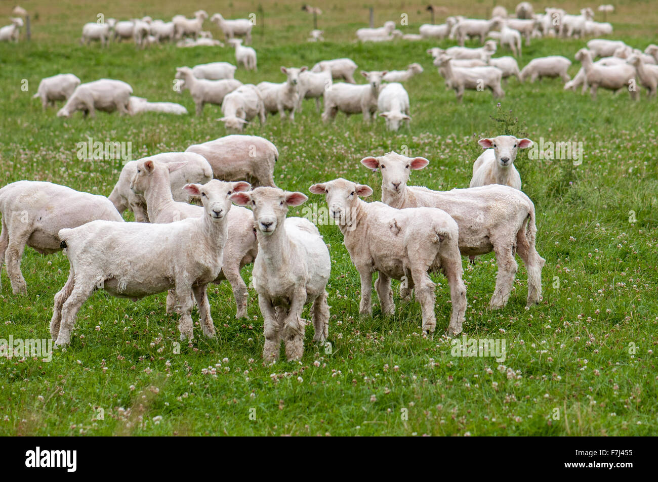 Curieux de moutons en Nouvelle Zélande campagne sur la côte ouest de l'île du Sud Banque D'Images