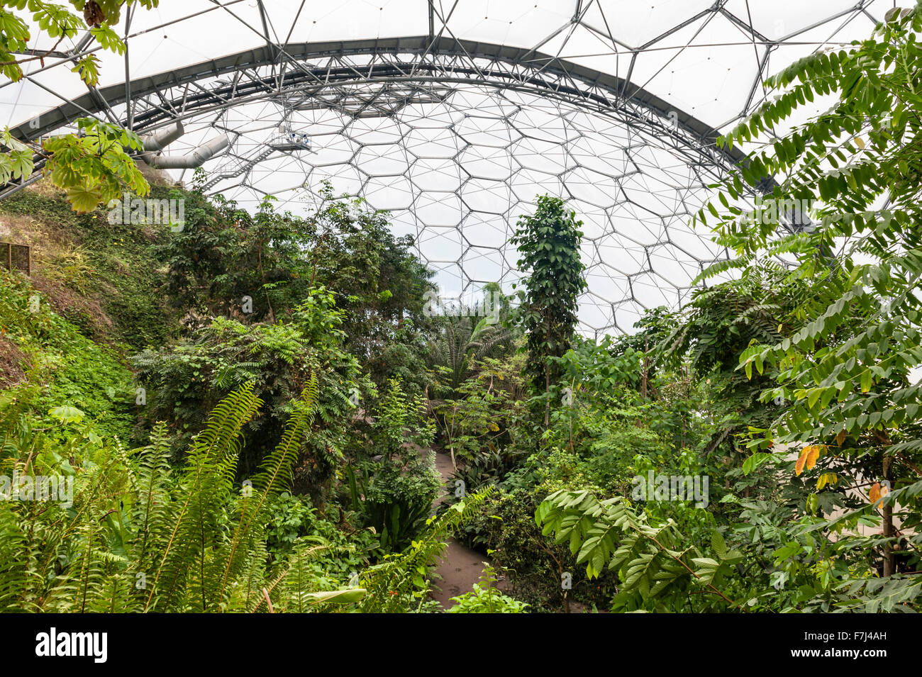 L'Eden Project, St Austell, Cornwall, UK. Intérieur de la Rainforest Biome Banque D'Images