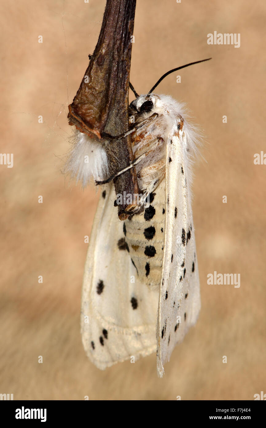 Hyponomeute du pommier blanc (Spilosoma lubricipeda) visible au dessous Banque D'Images