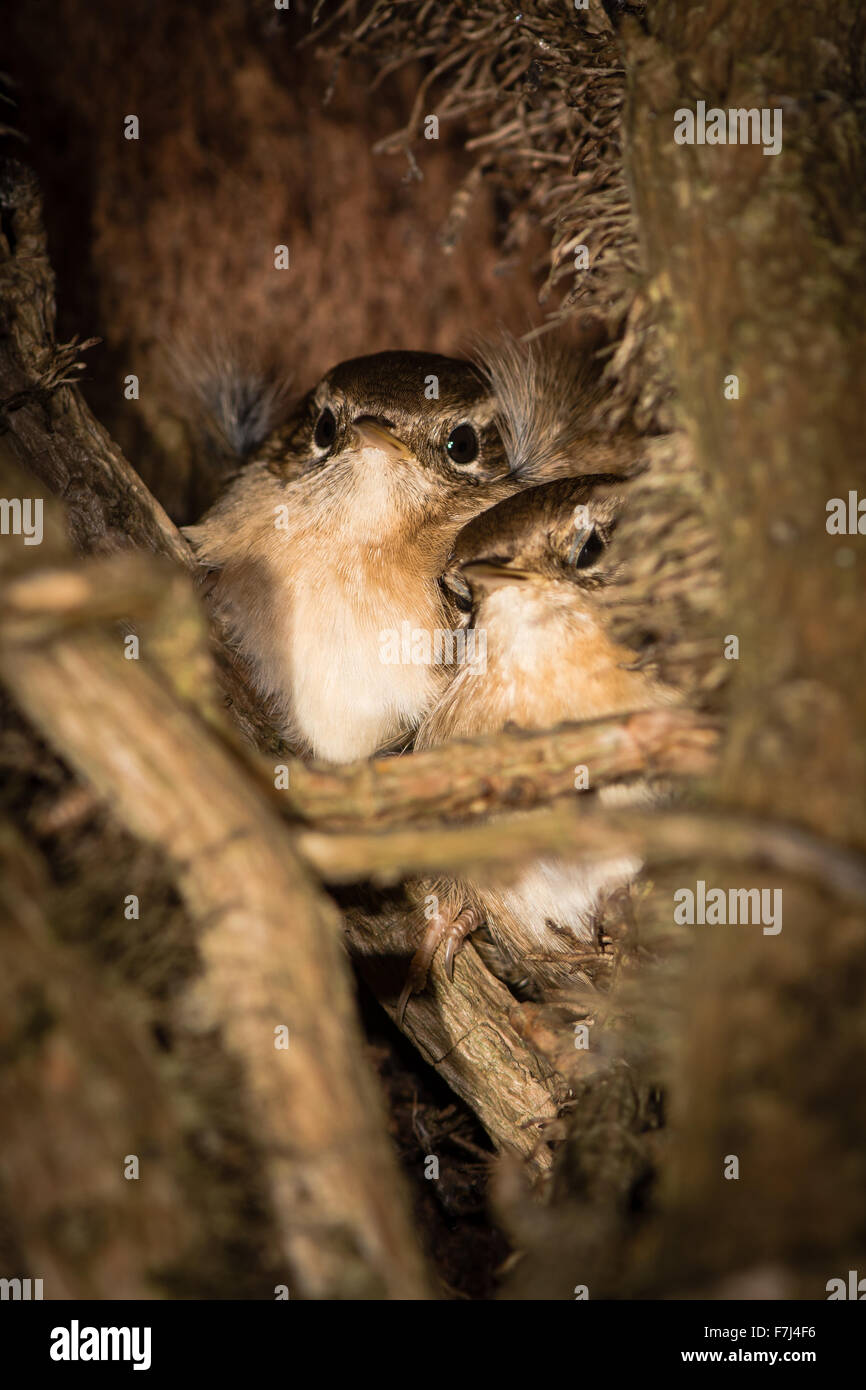 Treecreepers (Certhia americana) se percher la nuit entre ivy on tree Banque D'Images