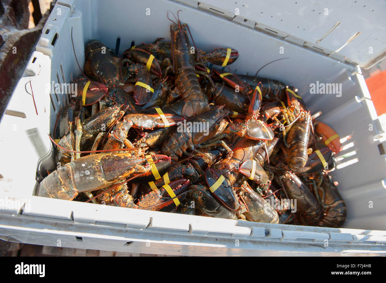 Les homards fraîchement pêchés dans le récipient Banque D'Images