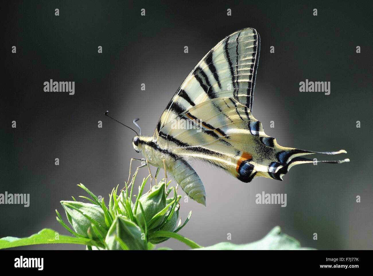 Jolie papillon. Banque D'Images