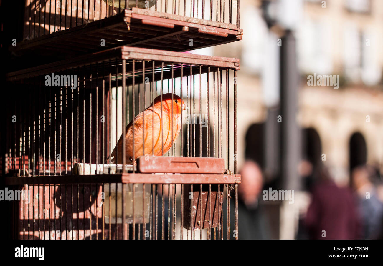 Cage à oiseaux orange , juste La vente d'animaux Banque D'Images