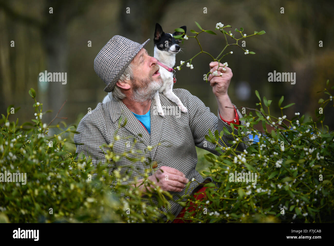 Tenbury Wells, Worcestershire, Royaume-Uni. 1er décembre 2015. Acheteur gui 55 ans Joe Jones de Powys obtient de l'aide de son chien Princess en sélectionnant le droit à la branche de gui et de houx de Noël. vente aux enchères vente aux enchères tenue à Burford House près de Tenbury Wells et la capitale de l'anglais gui. Crédit : David Bagnall/Alamy Live News Banque D'Images
