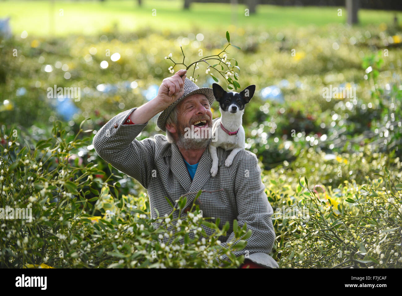Acheteur gui 55 ans Joe Jones de Powys obtient de l'aide de son chien Princess en sélectionnant le droit à la branche de gui et de houx de Noël vente aux enchères. Vente d'aujourd'hui est d'abord de deux ventes de décembre tenue à Burford House près de Tenbury Wells et la capitale de l'anglais gui. Crédit : David Bagnall/Alamy Live News Banque D'Images