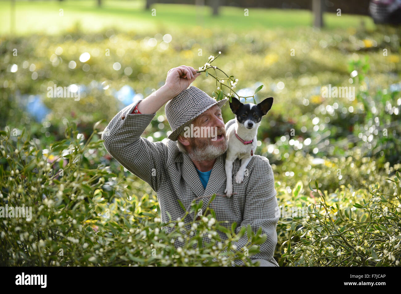 Acheteur gui 55 ans Joe Jones de Powys obtient de l'aide de son chien Princess en sélectionnant le droit à la branche de gui et de houx de Noël vente aux enchères. Vente d'aujourd'hui est d'abord de deux ventes de décembre tenue à Burford House près de Tenbury Wells et la capitale de l'anglais gui. Crédit : David Bagnall/Alamy Live News Banque D'Images
