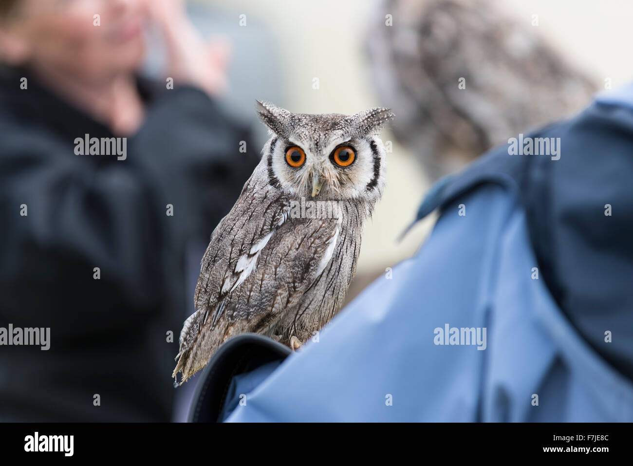 Quelque chose attire l'œil de ce petit hibou blanc du Nord face à produire un regard intense Banque D'Images