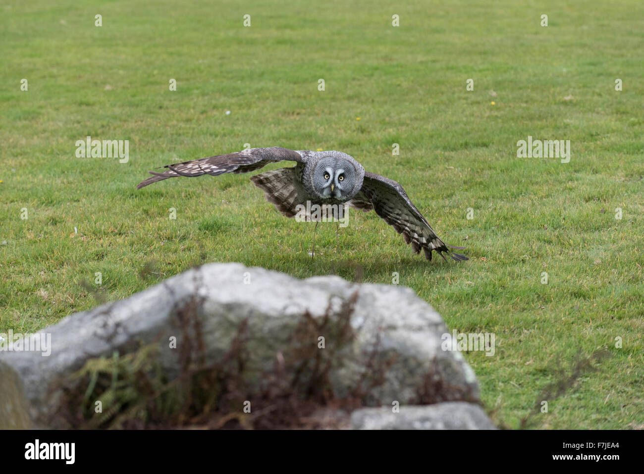 Une chouette lapone en venant se poser sur un rocher au centre d'oiseaux de proie de Cornouailles près de Newquay Cornwall. Banque D'Images