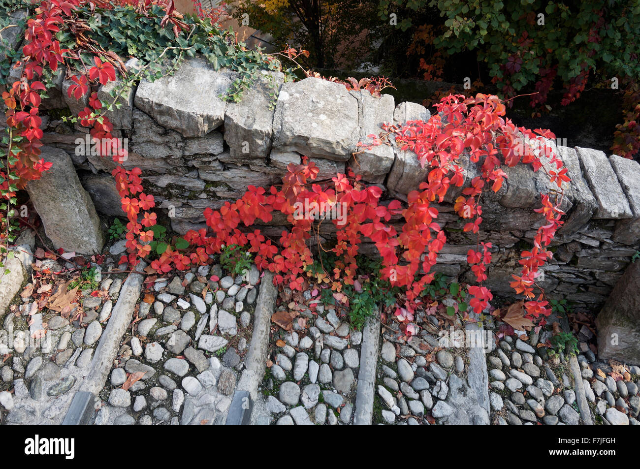 Virginia creeper feuilles rouges sur l'escalier en pierre Banque D'Images