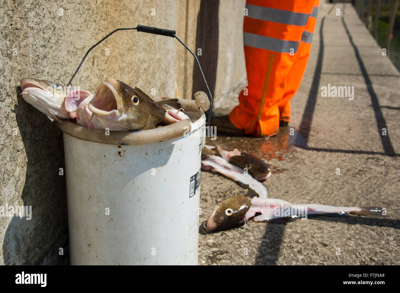 Close-up of fresh captures de morue morte dans une benne, prêt à être détruit par le pêcheur debout au-delà - Staithes Harbour, North Yorkshire, GB, au Royaume-Uni. Banque D'Images