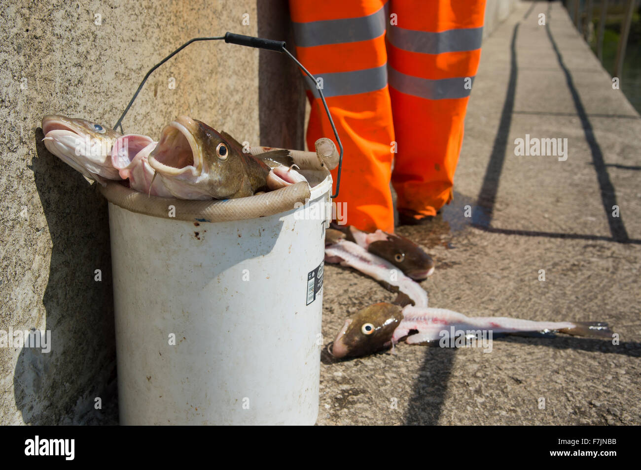 Close-up of fresh captures de morue morte dans une benne, prêt à être détruit par le pêcheur debout au-delà - Staithes Harbour, North Yorkshire, GB, au Royaume-Uni. Banque D'Images