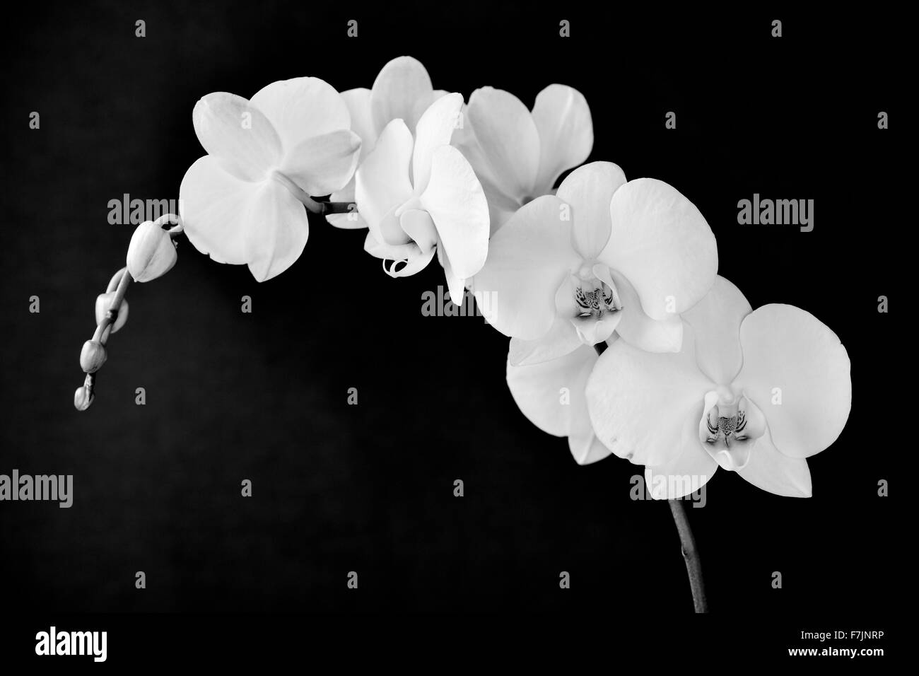Détail de la belle fleurs blanches d'une orchidée Phalaenopsis aphrodite en noir et blanc Banque D'Images