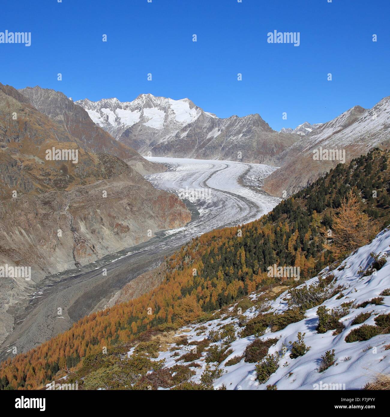 Glacier d'Aletsch et les mélèzes d'or Banque D'Images