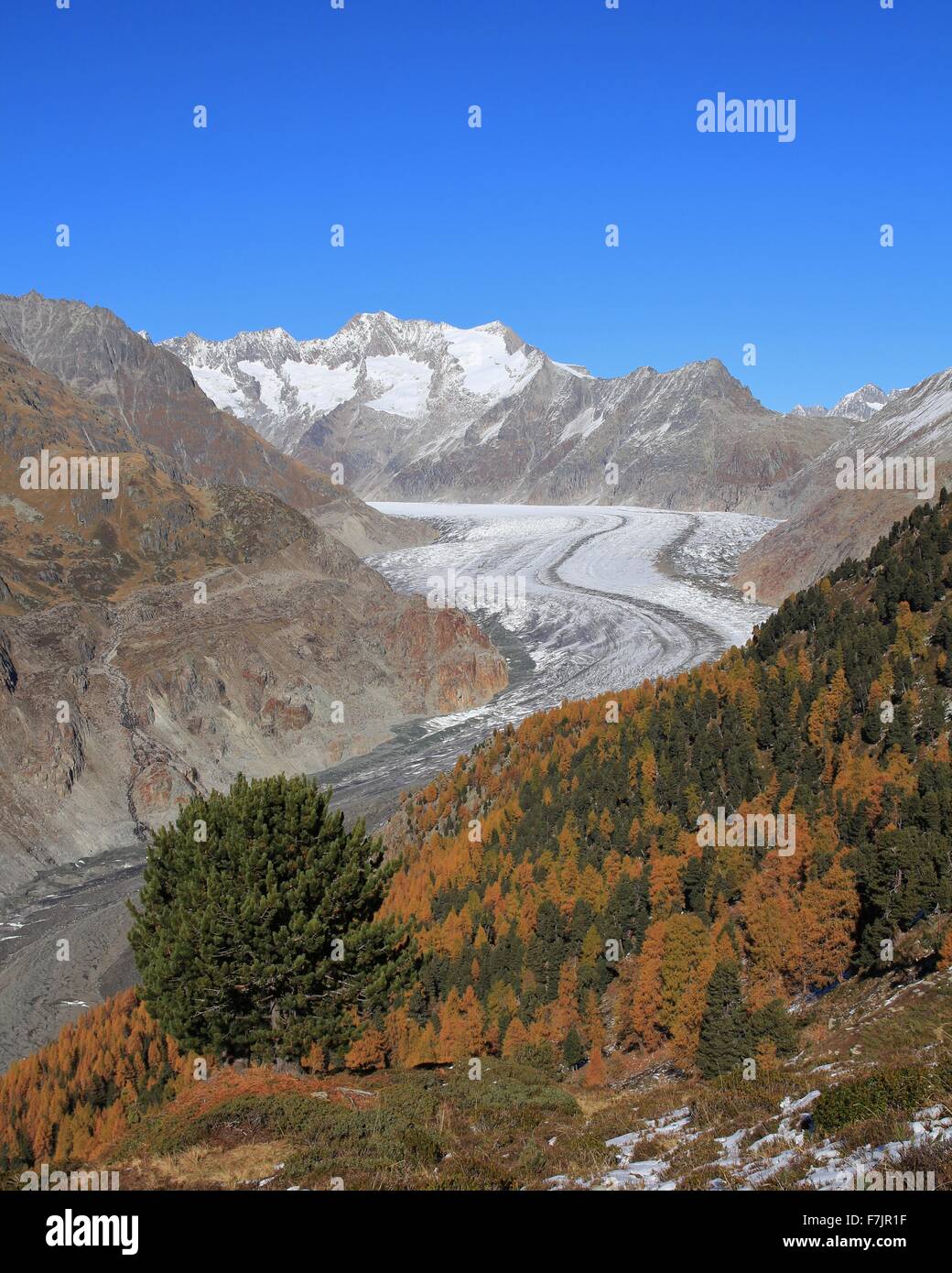 Forêt d'automne et d'Aletsch Glacier Banque D'Images