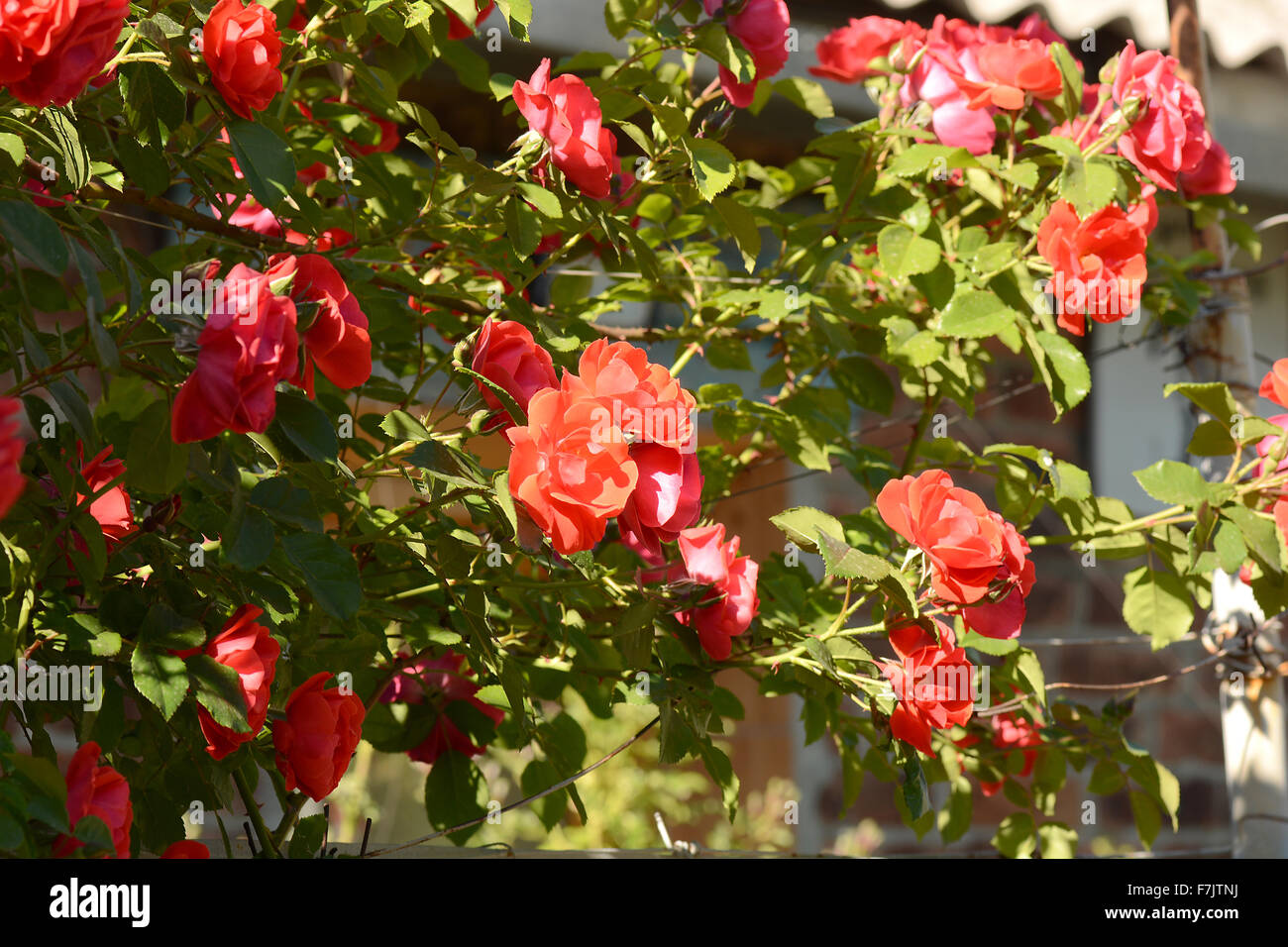 Rose rouge dans le jardin Banque D'Images