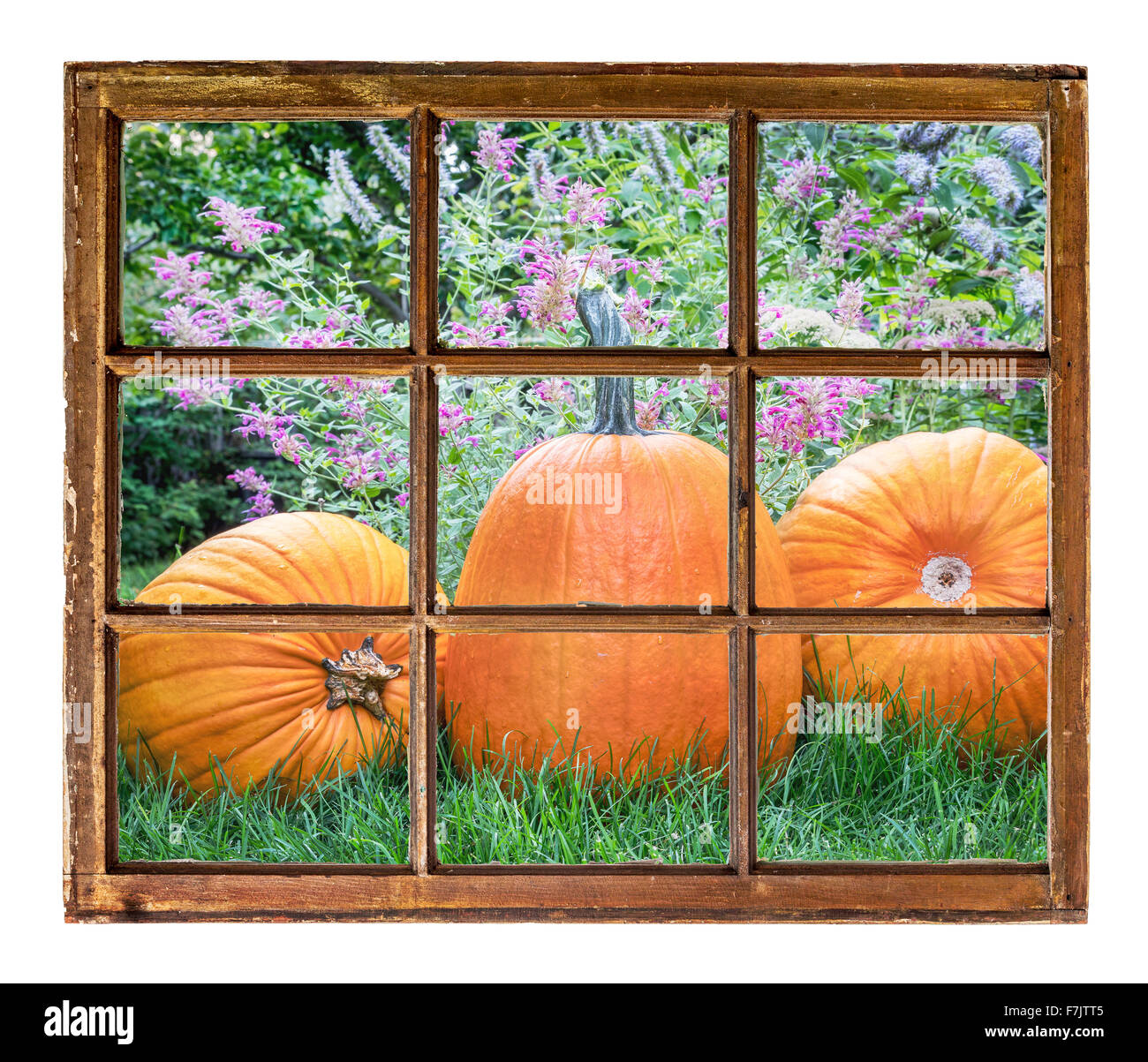 Jardin avec des citrouilles comme vu à partir d'une fenêtre à guillotine de la vieille montagne Banque D'Images