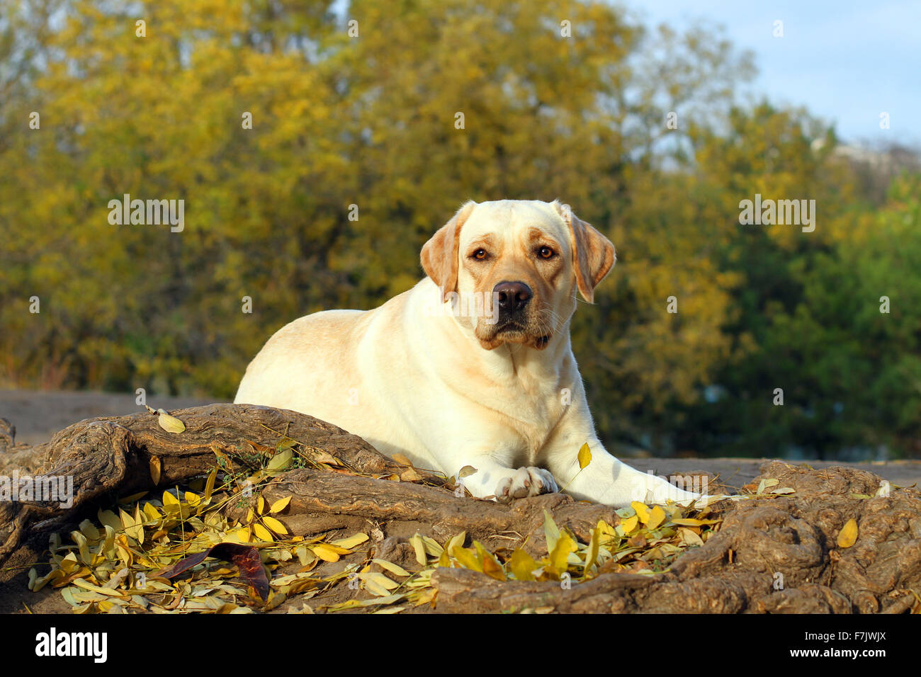 Un mignon joli labrador jaune dans le parc en automne Banque D'Images