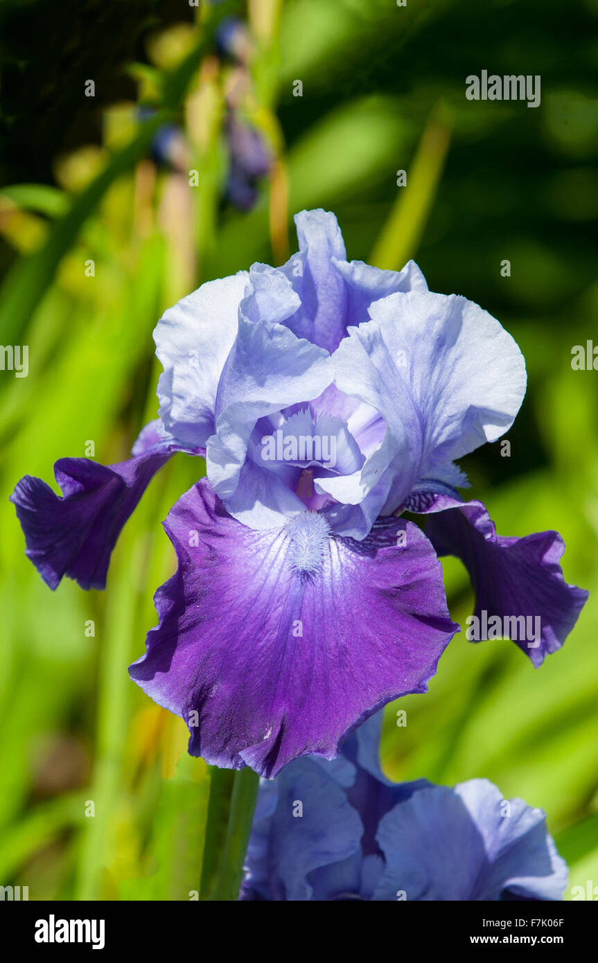 Iris germanica, Bleu et Violet Tall Bearded Iris Banque D'Images
