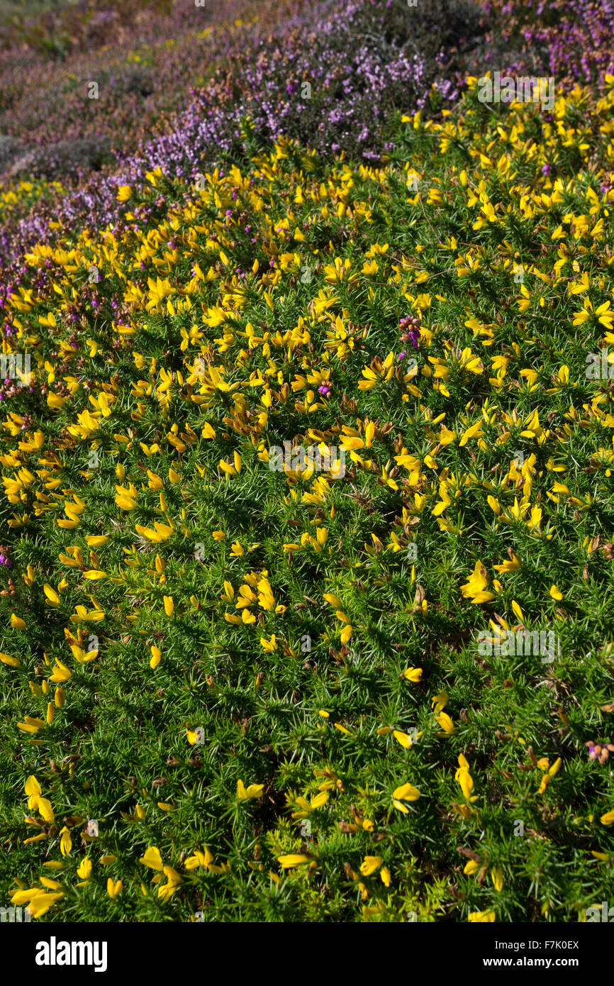 L'ouest de l'ajonc Nain, Furze, Stechginster Stechginster Gallischer, Westlicher, Stechginster, Ulex gallii Französischer Banque D'Images