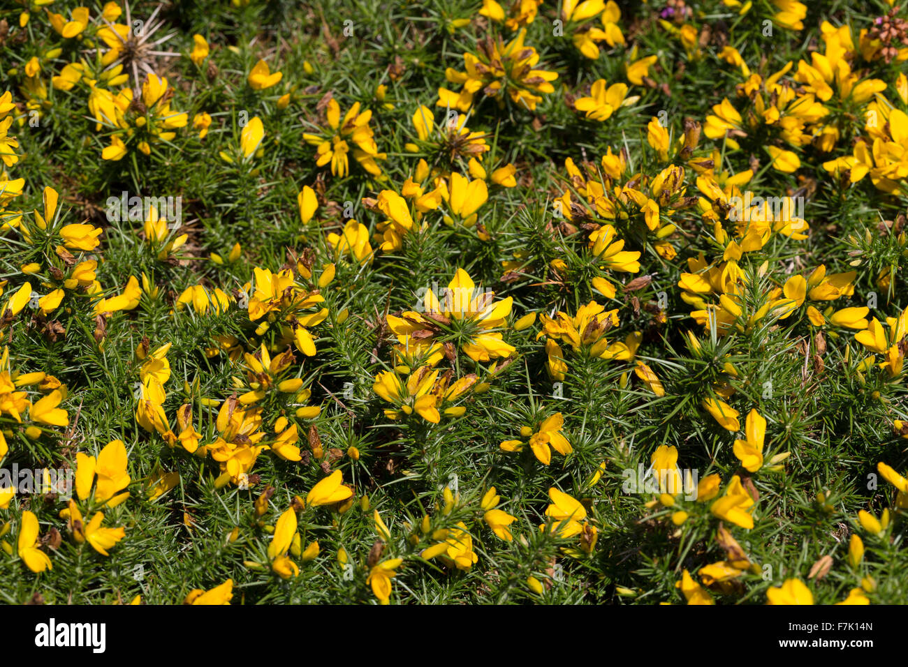 L'ouest de l'ajonc Nain, Furze, Stechginster Stechginster Gallischer, Westlicher, Stechginster, Ulex gallii Französischer Banque D'Images