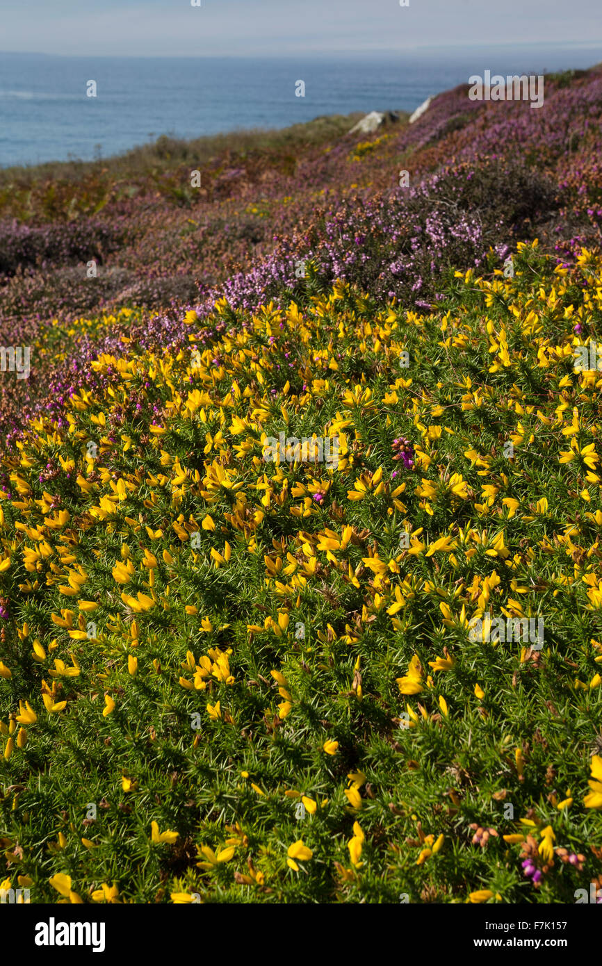 L'ouest de l'ajonc Nain, Furze, Stechginster Stechginster Gallischer, Westlicher, Stechginster, Ulex gallii Französischer Banque D'Images