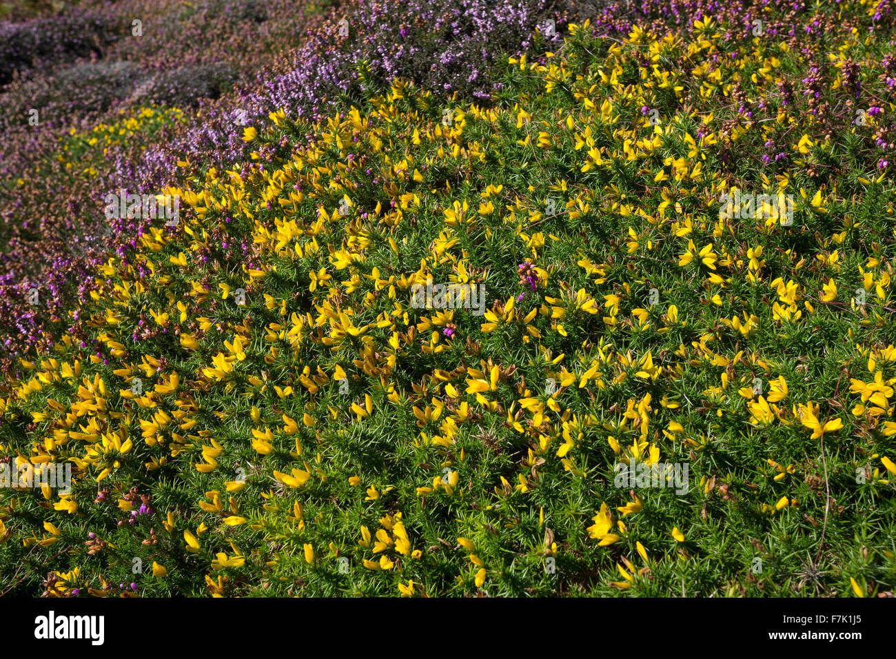 L'ouest de l'ajonc Nain, Furze, Stechginster Stechginster Gallischer, Westlicher, Stechginster, Ulex gallii Französischer Banque D'Images