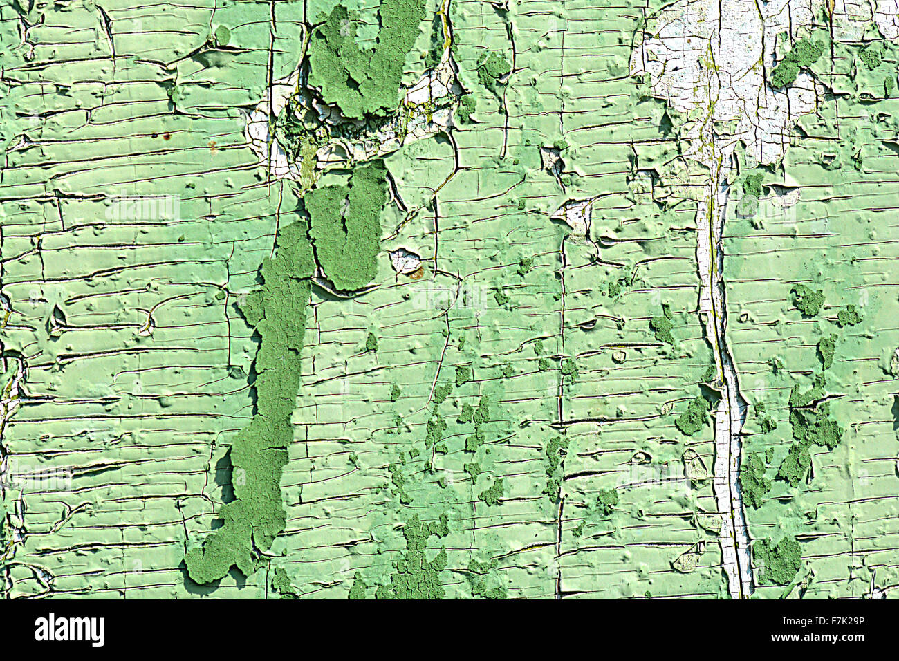 Fond de bois vert bois vert. old grunge background Banque D'Images