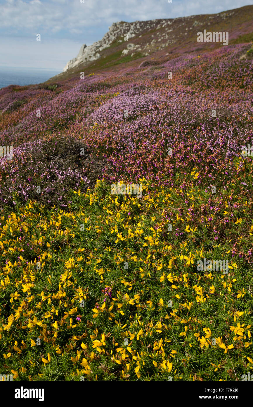 L'ouest de l'ajonc Nain, Furze, Stechginster Stechginster Gallischer, Westlicher, Stechginster, Ulex gallii Französischer Banque D'Images