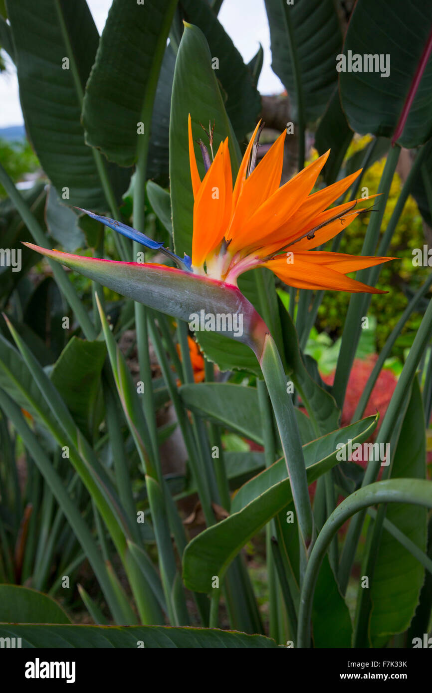 Oiseau Du Paradis Fleur Hawaii Banque Dimages Photo