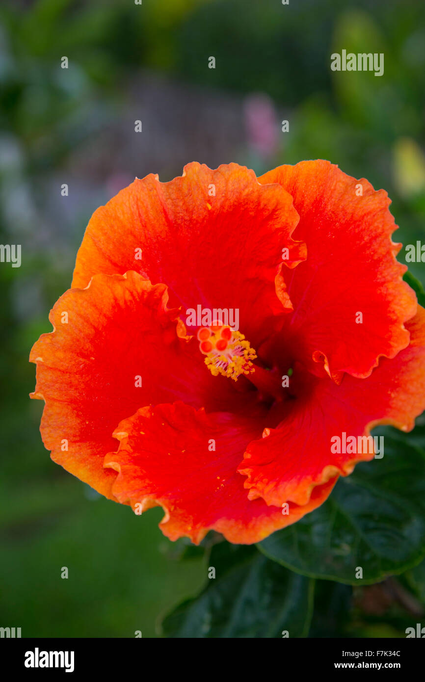 Hibiscus, fleur, Hawaii Banque D'Images