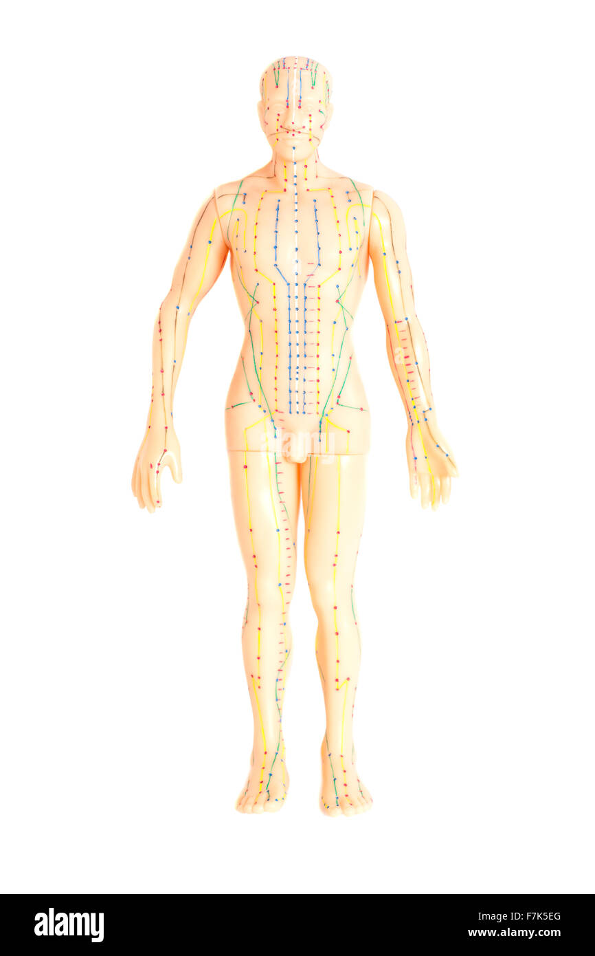 Le modèle des droits de l'acupuncture médicale isolé sur fond blanc Banque D'Images