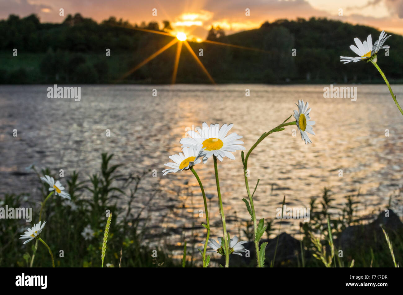 Ox eye daisys sur le lac comme le soleil se couche Banque D'Images