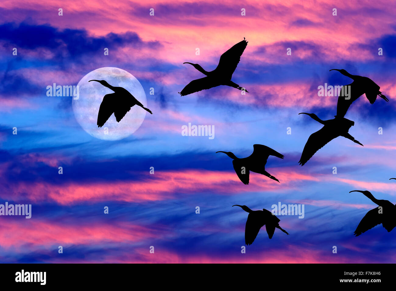 Lune nuages oiseaux est une belle Cloudscape sur un ciel bleu avec une silhouette du troupeau d'oiseaux volant par comme un complet lumineux mo Banque D'Images