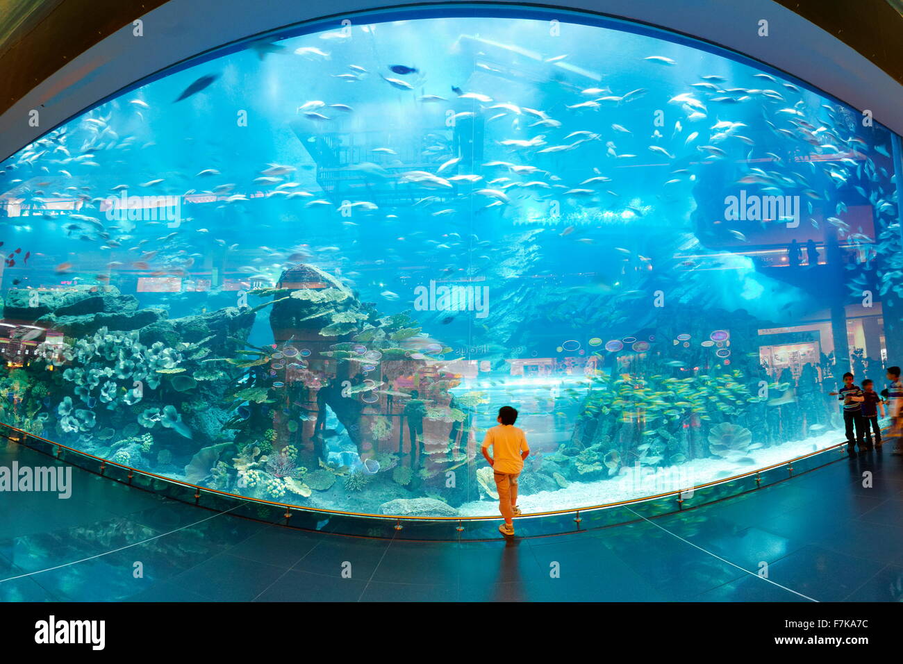 L'aquarium de Dubai Mall, Dubai, Émirats arabes unis, Moyen Orient Banque D'Images