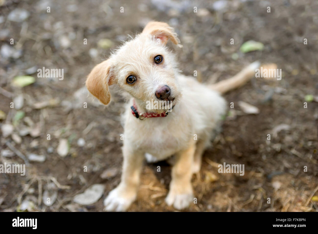 Cute dog est un adorable petit chien avec de grands beaux yeux marron à la recherche jusqu'à la curiosité et l'émerveillement. Banque D'Images