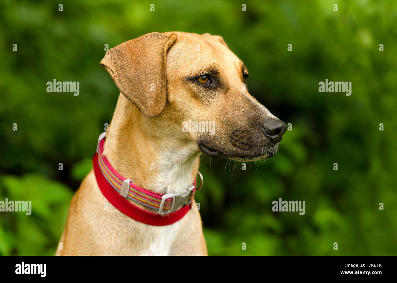 Tête de chien est un portrait de profil d'un bon gros chien à l'extérieur. Banque D'Images