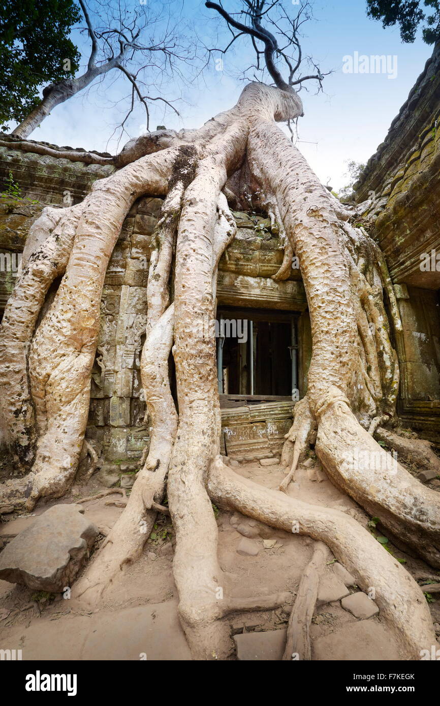 Racines d'un arbre géant des fragments de la également mangeuses Ta Prohm Temple, Angkor, Cambodge, Asie Banque D'Images