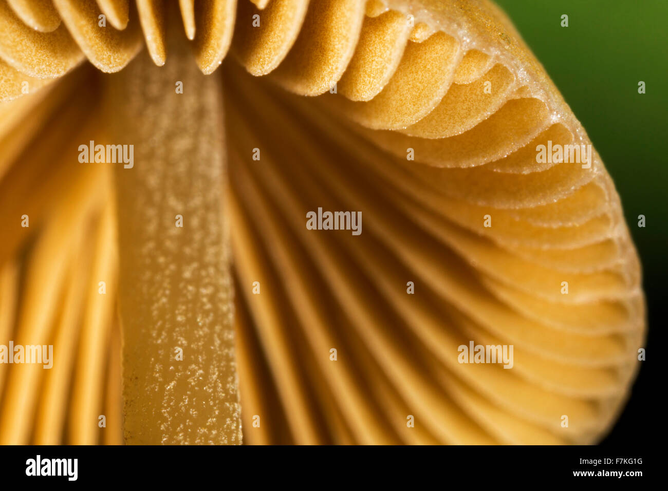 Mushroom, worm's eye view montrant le dessous du chapeau avec branchies / lamelles lamelles / Banque D'Images