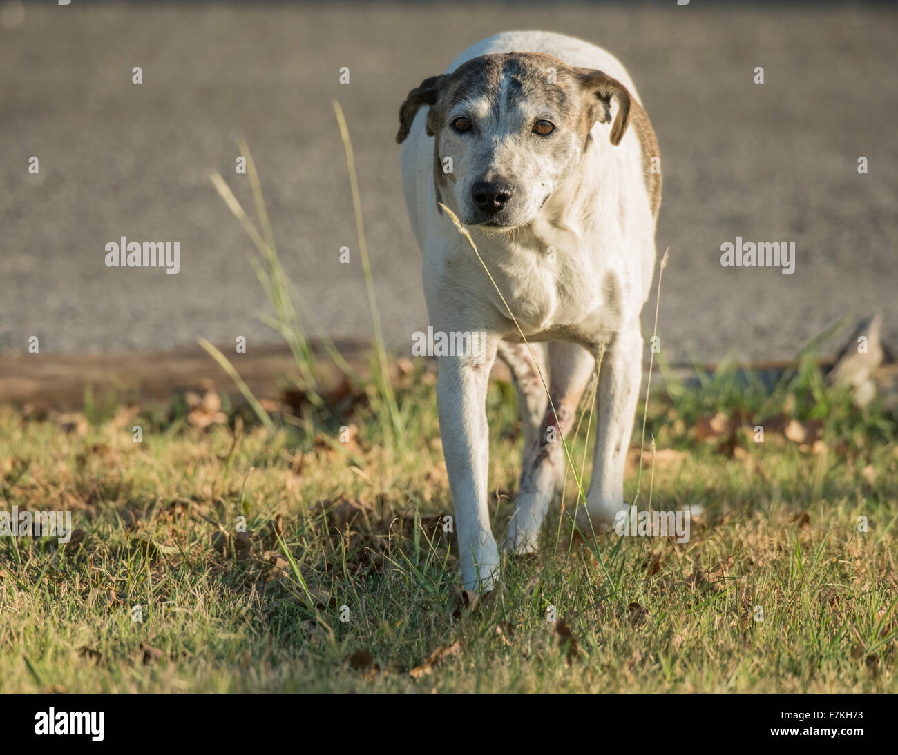 Stray Dog chien blessé Banque D'Images