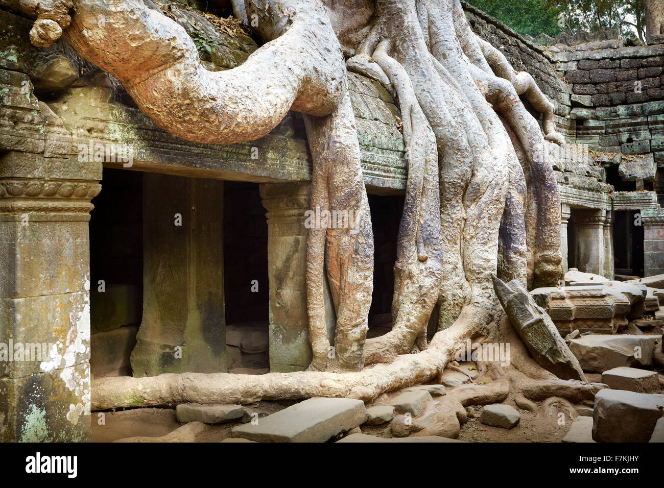 Racines d'un arbre géant de la ruines de également mangeuses Ta Prohm Temple, Angkor, Cambodge, Asie Banque D'Images