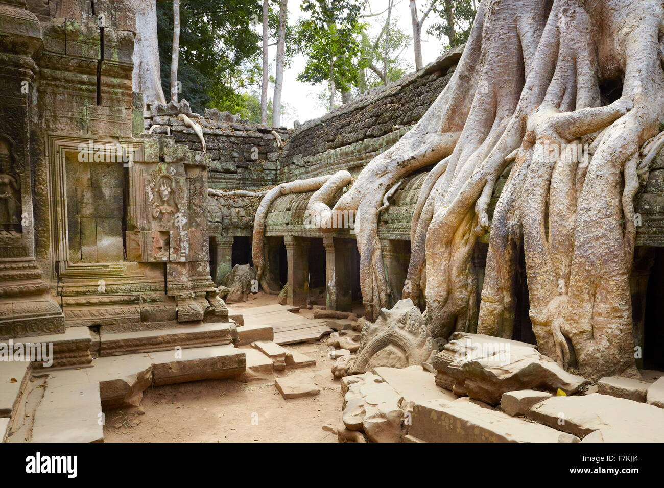 Racines d'un arbre géant de la ruines également mangeuses Ta Prohm Temple, Angkor, Cambodge, Asie Banque D'Images