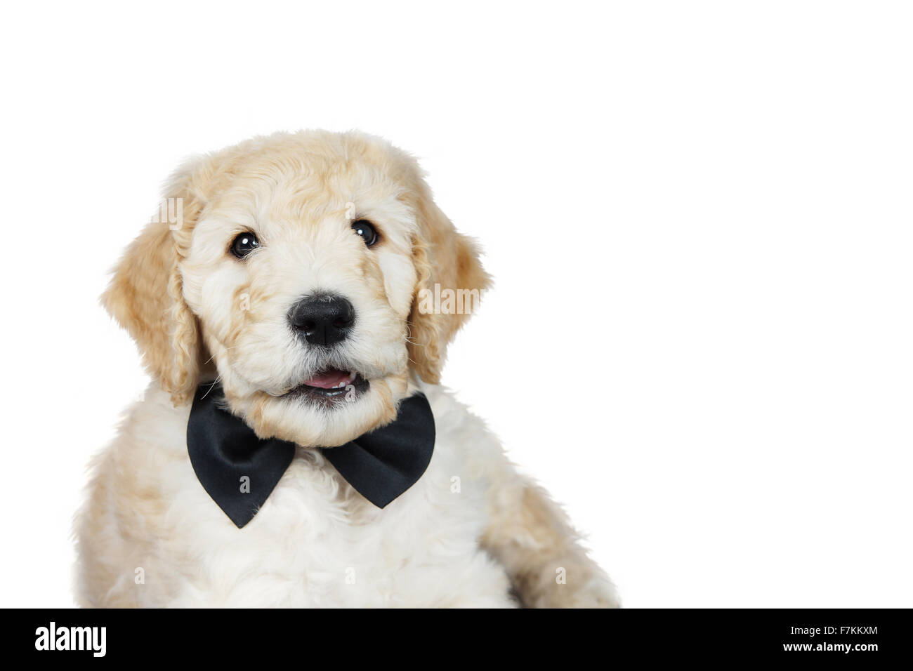 Cute puppy goldendoodle avec nœud papillon noir sur fond blanc Banque D'Images