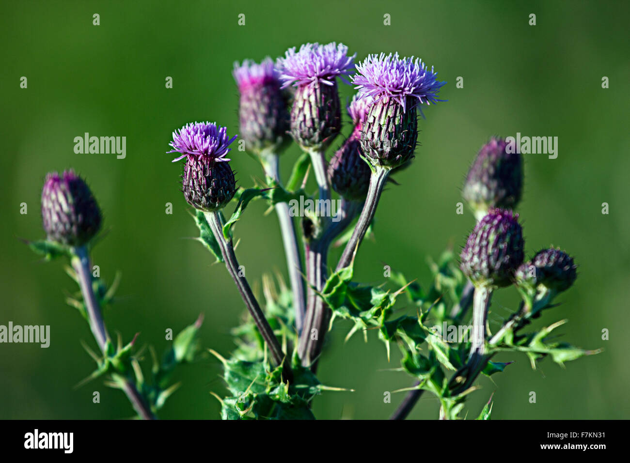 Chardon dans la nature Banque D'Images