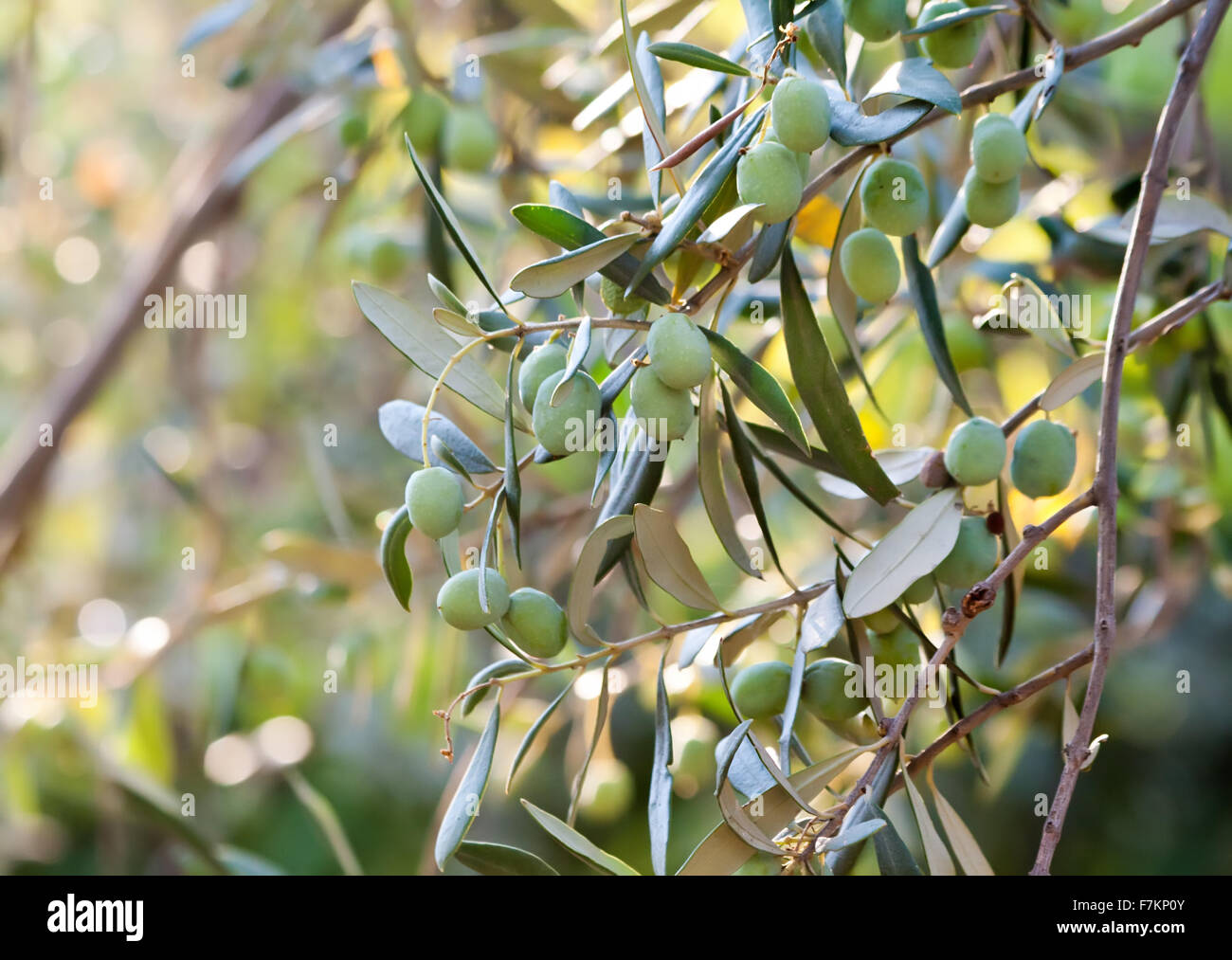 Olives bio méditerranéenne sur sa branche d'arbre Banque D'Images