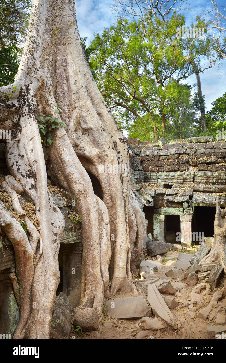Racines d'un arbre géant ruines également mangeuses de Ta Prohm temple, Angkor, Cambodge, Asie Banque D'Images